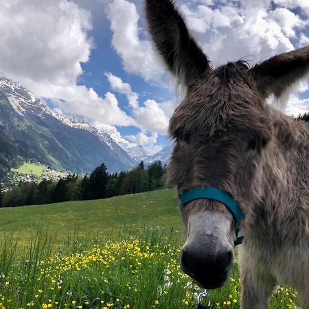 Chalet Riviere Du Bon Nant Location De 6 A 14 Personnes En Haute Savoie Saint-Gervais-les-Bains Eksteriør bilde