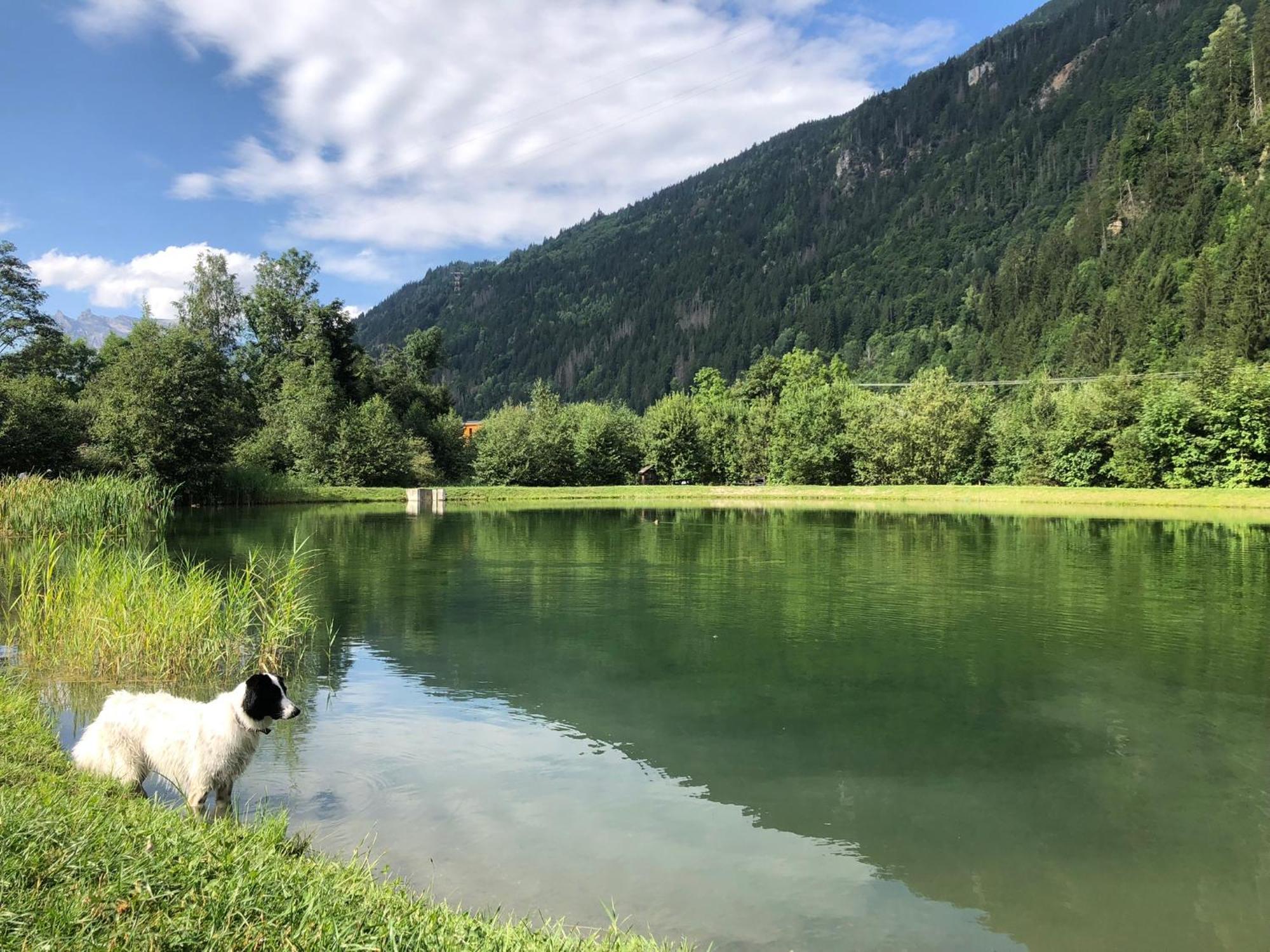 Chalet Riviere Du Bon Nant Location De 6 A 14 Personnes En Haute Savoie Saint-Gervais-les-Bains Eksteriør bilde