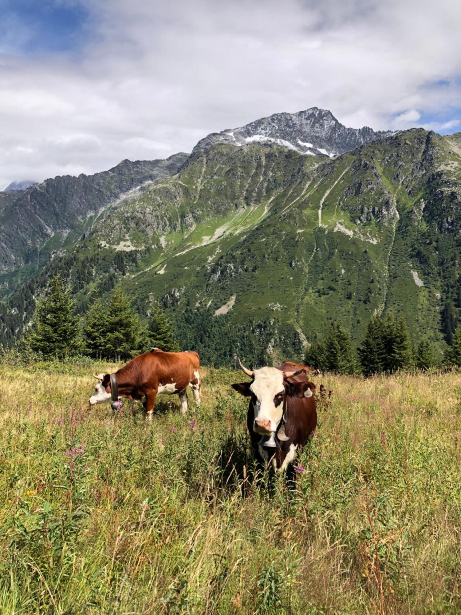 Chalet Riviere Du Bon Nant Location De 6 A 14 Personnes En Haute Savoie Saint-Gervais-les-Bains Eksteriør bilde