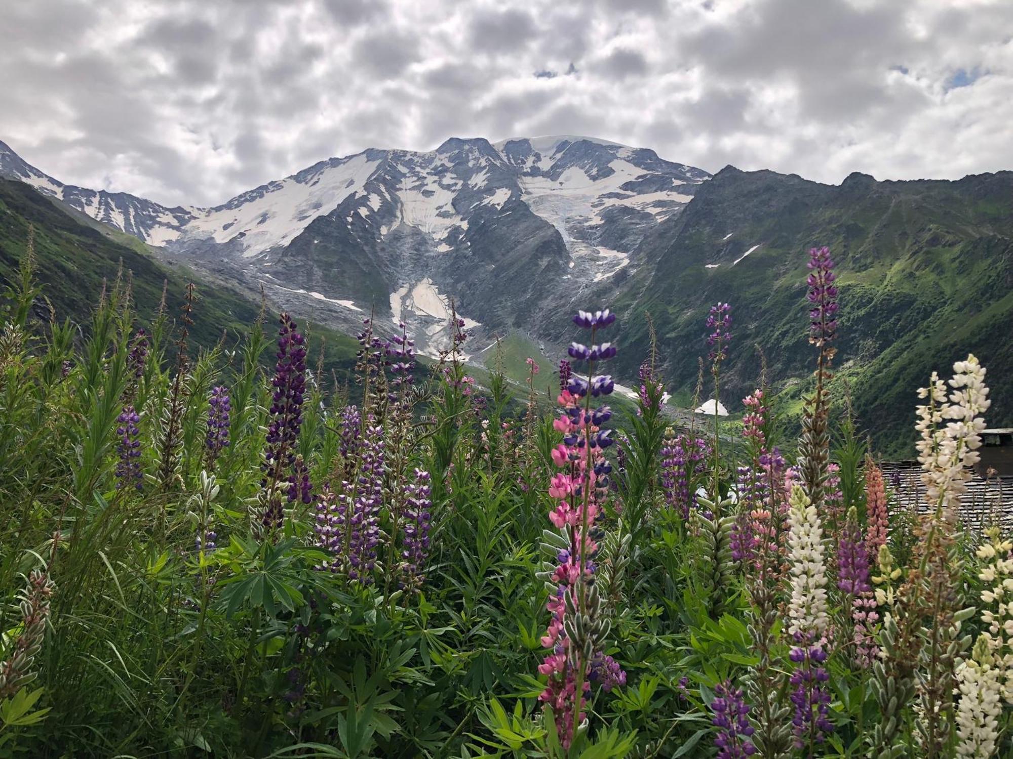 Chalet Riviere Du Bon Nant Location De 6 A 14 Personnes En Haute Savoie Saint-Gervais-les-Bains Eksteriør bilde